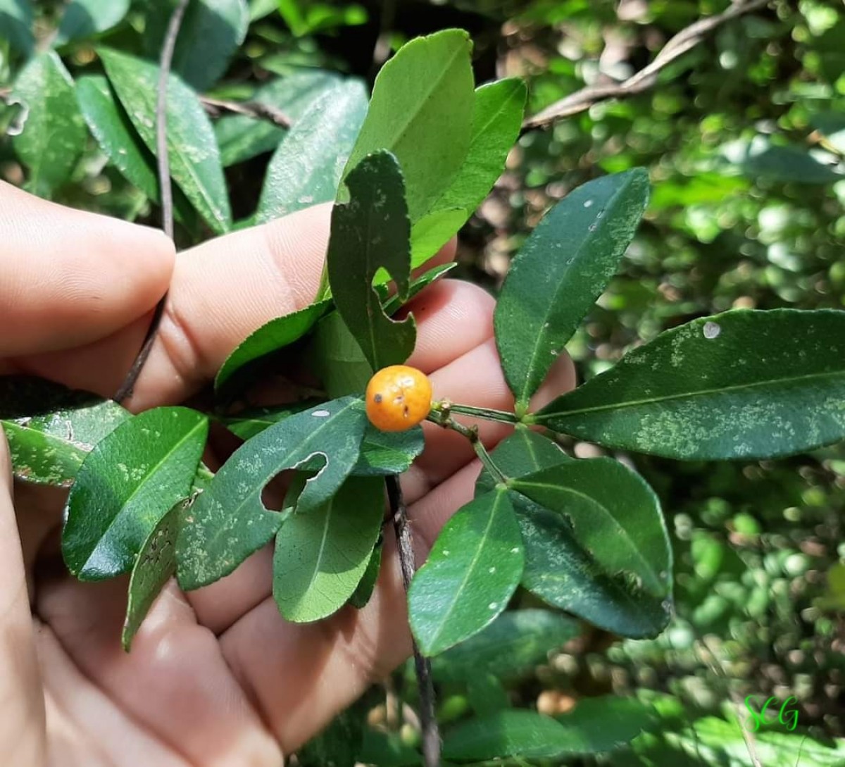 Zanthoxylum asiaticum (L.) Appelhans, Groppo & J.Wen